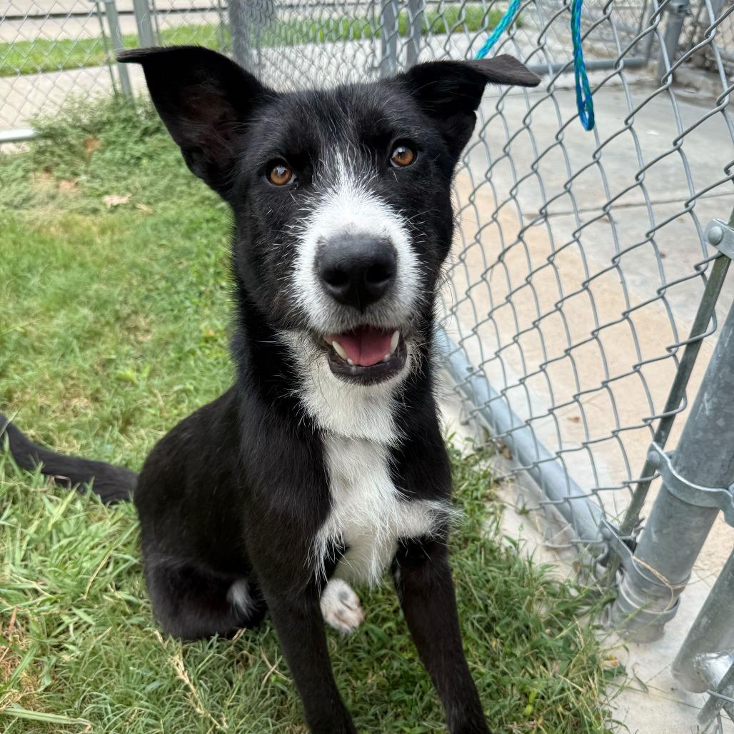 Enlarge Janie, a Adoptable mixed breed in Brooklyn, NY image 6/6