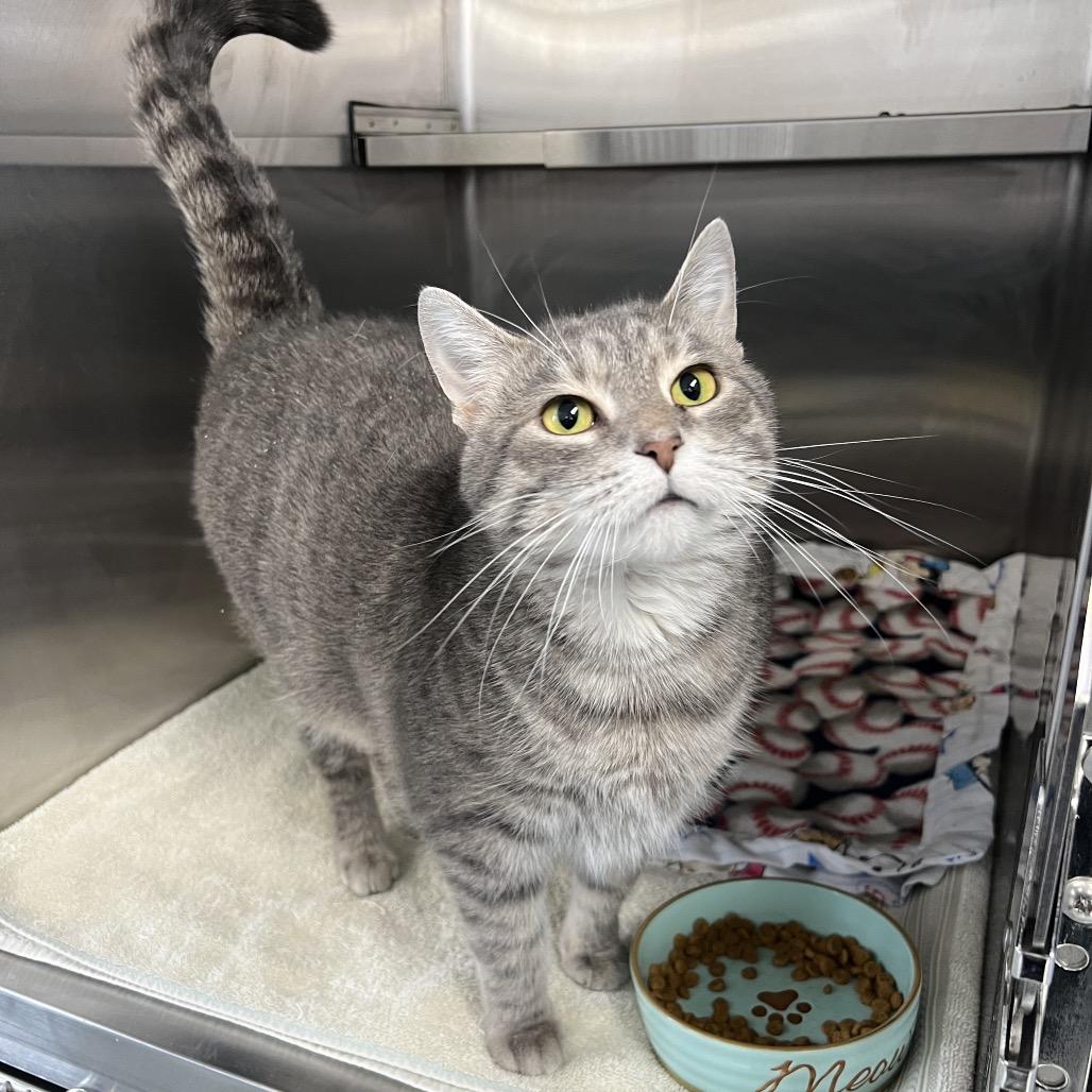 Enlarge Luna, a Adoptable Domestic Short Hair in Canton, IL image 3/4