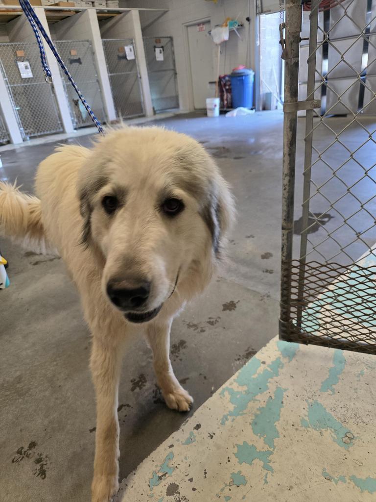 Enlarge Maximus, a Adoptable Great Pyrenees in Holbrook, AZ image 1/1