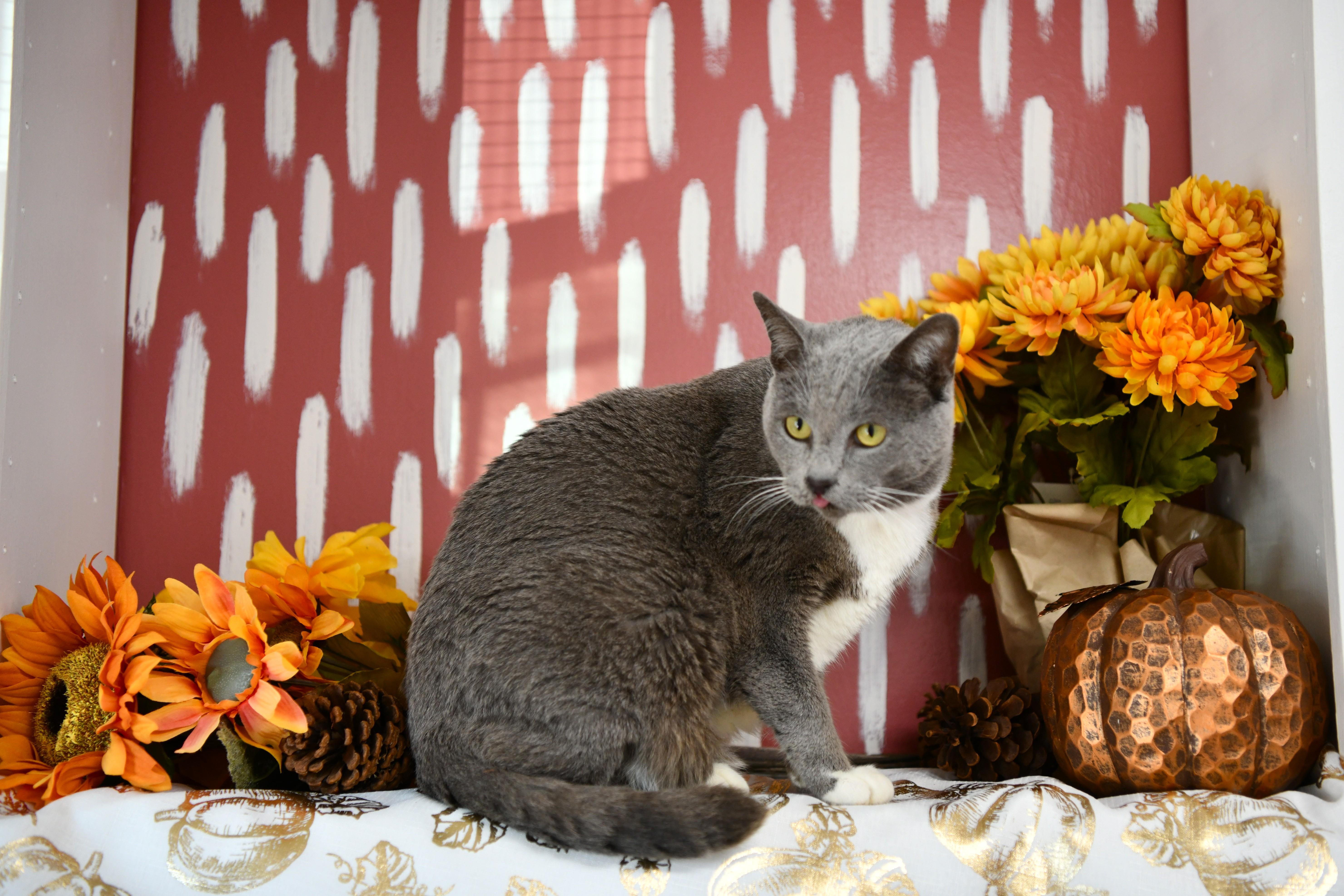 Anakin, Adoptable, Senior Male Domestic Short Hair.