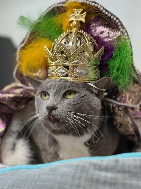 Anakin, Adoptable, Senior Male Domestic Short Hair.