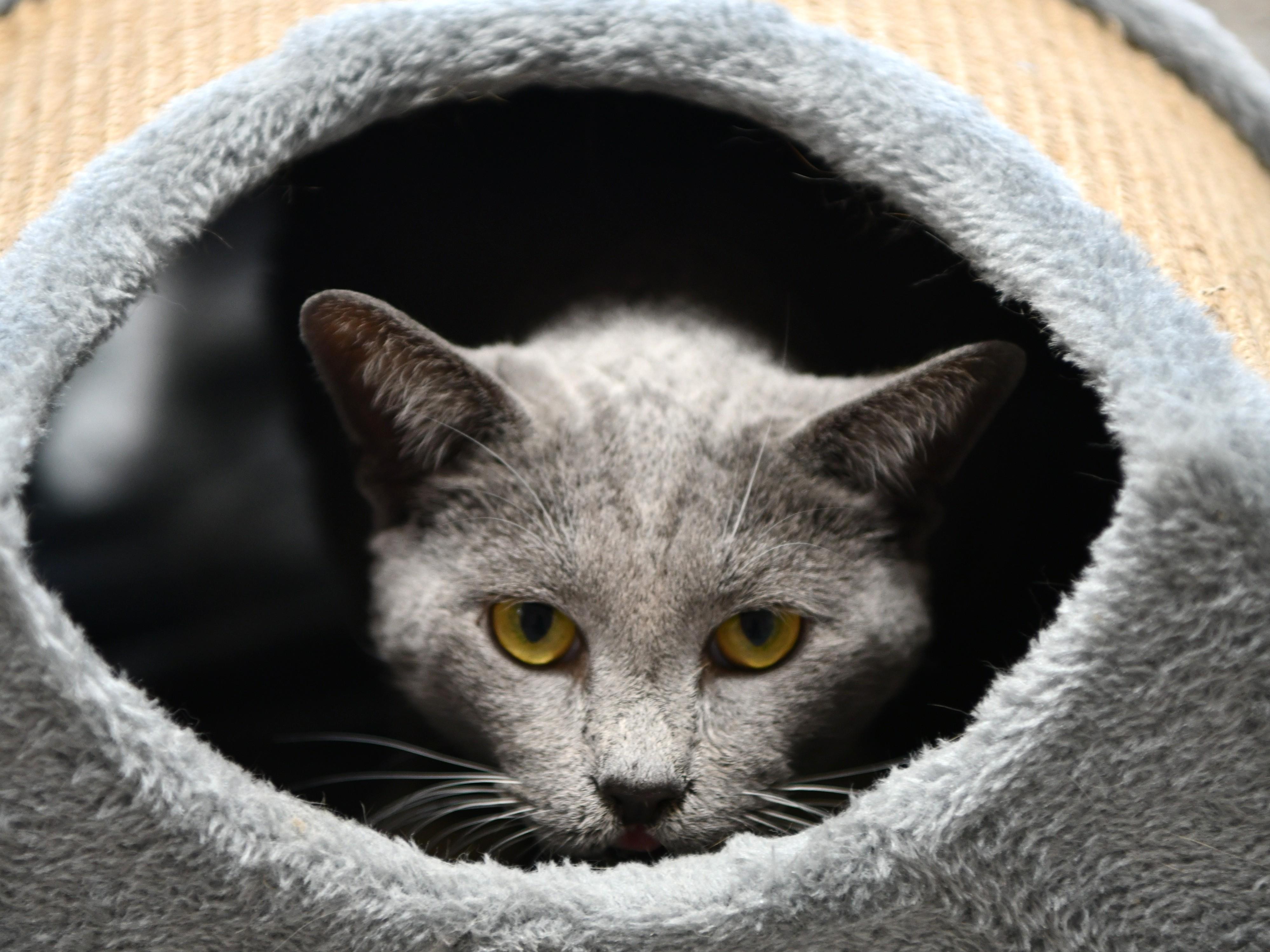 Anakin, Adoptable, Senior Male Domestic Short Hair.