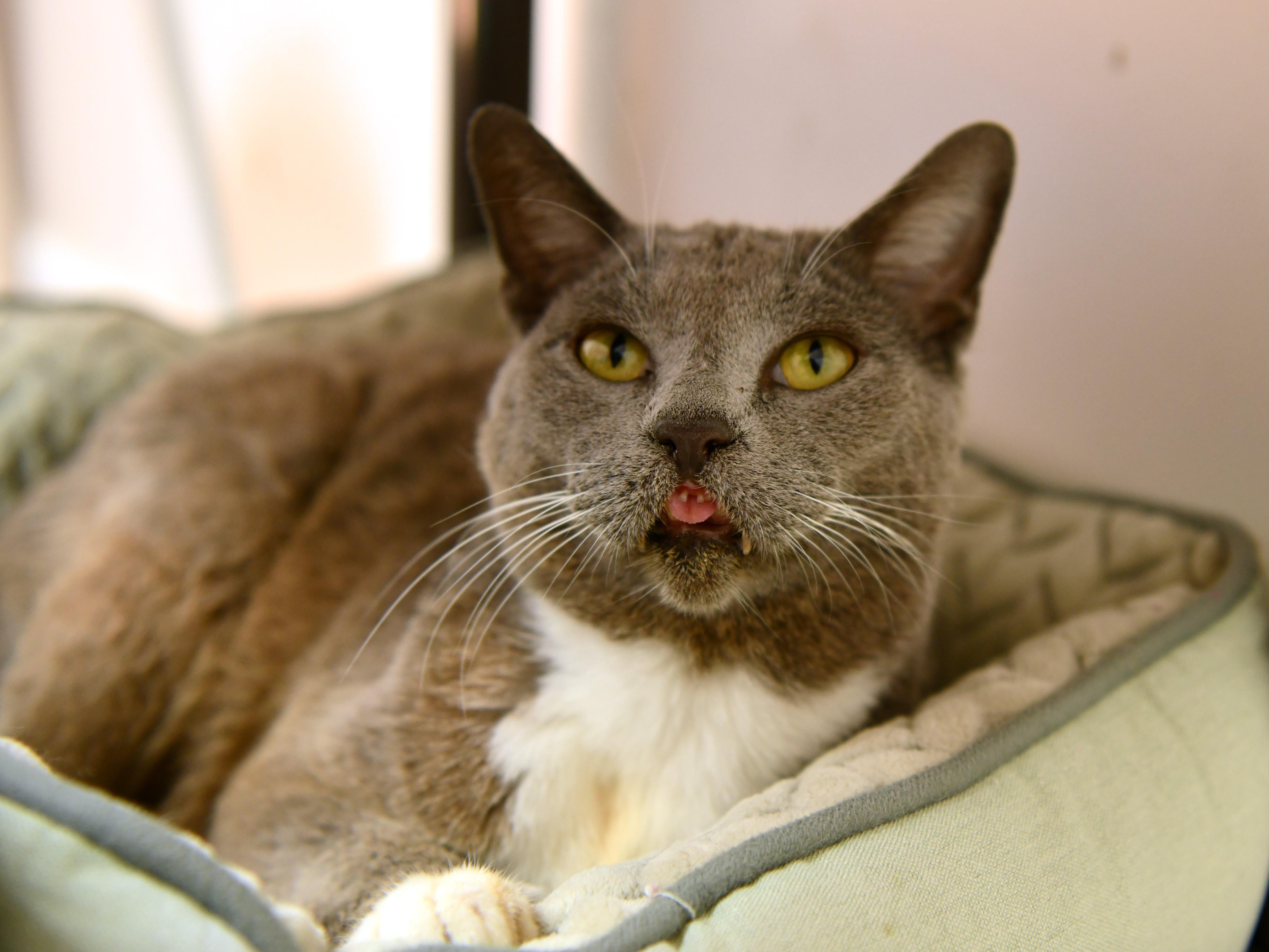Enlarge Anakin, a Adoptable Domestic Short Hair in Fairhope, AL image 3/5
