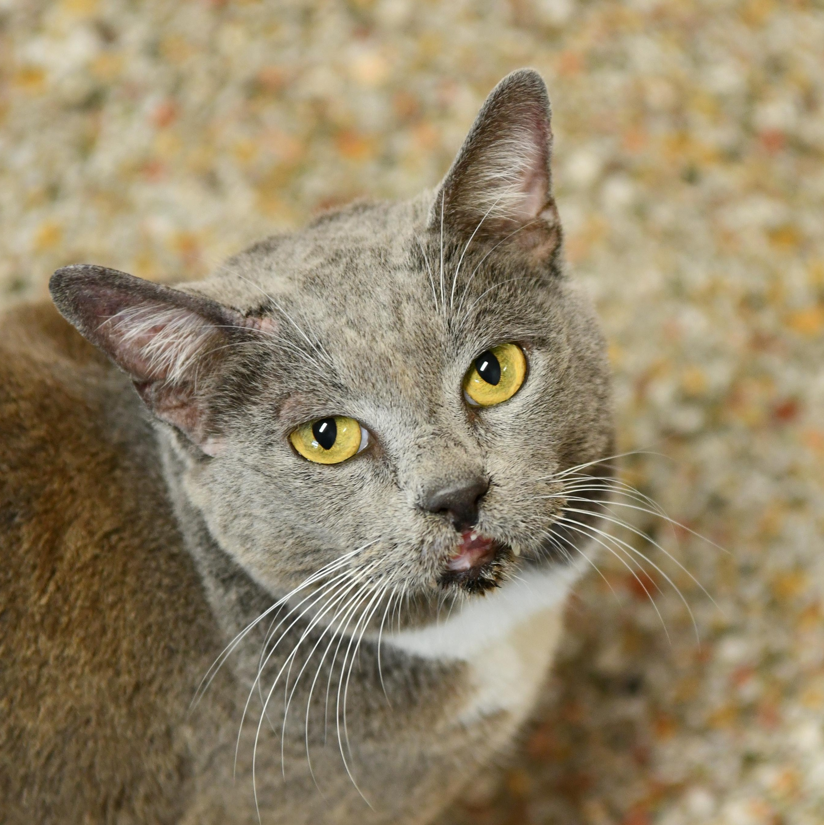 Enlarge Anakin, a Adoptable Domestic Short Hair in Fairhope, AL image 4/5