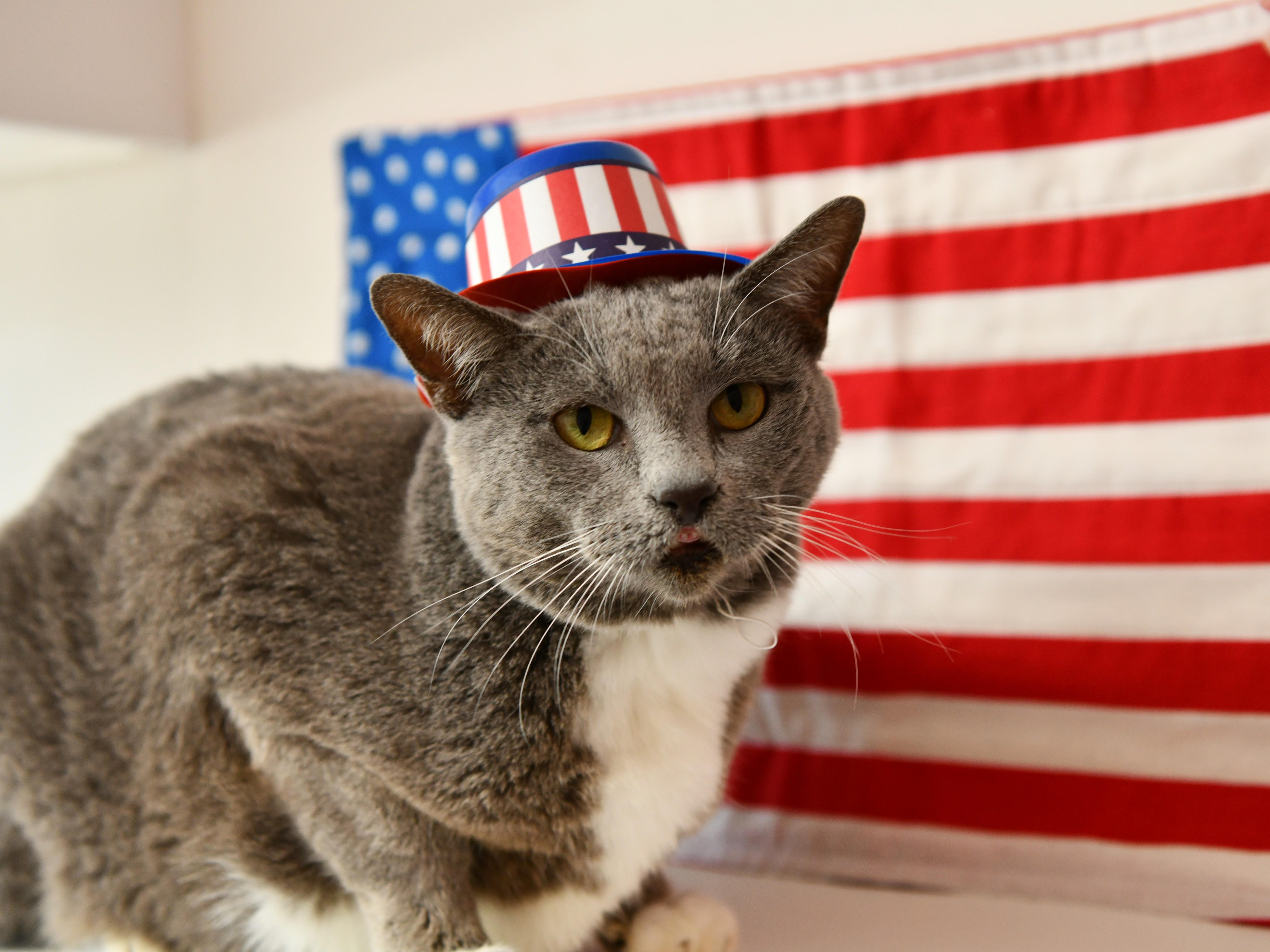 Enlarge Anakin, a Adoptable Domestic Short Hair in Fairhope, AL image 3/6