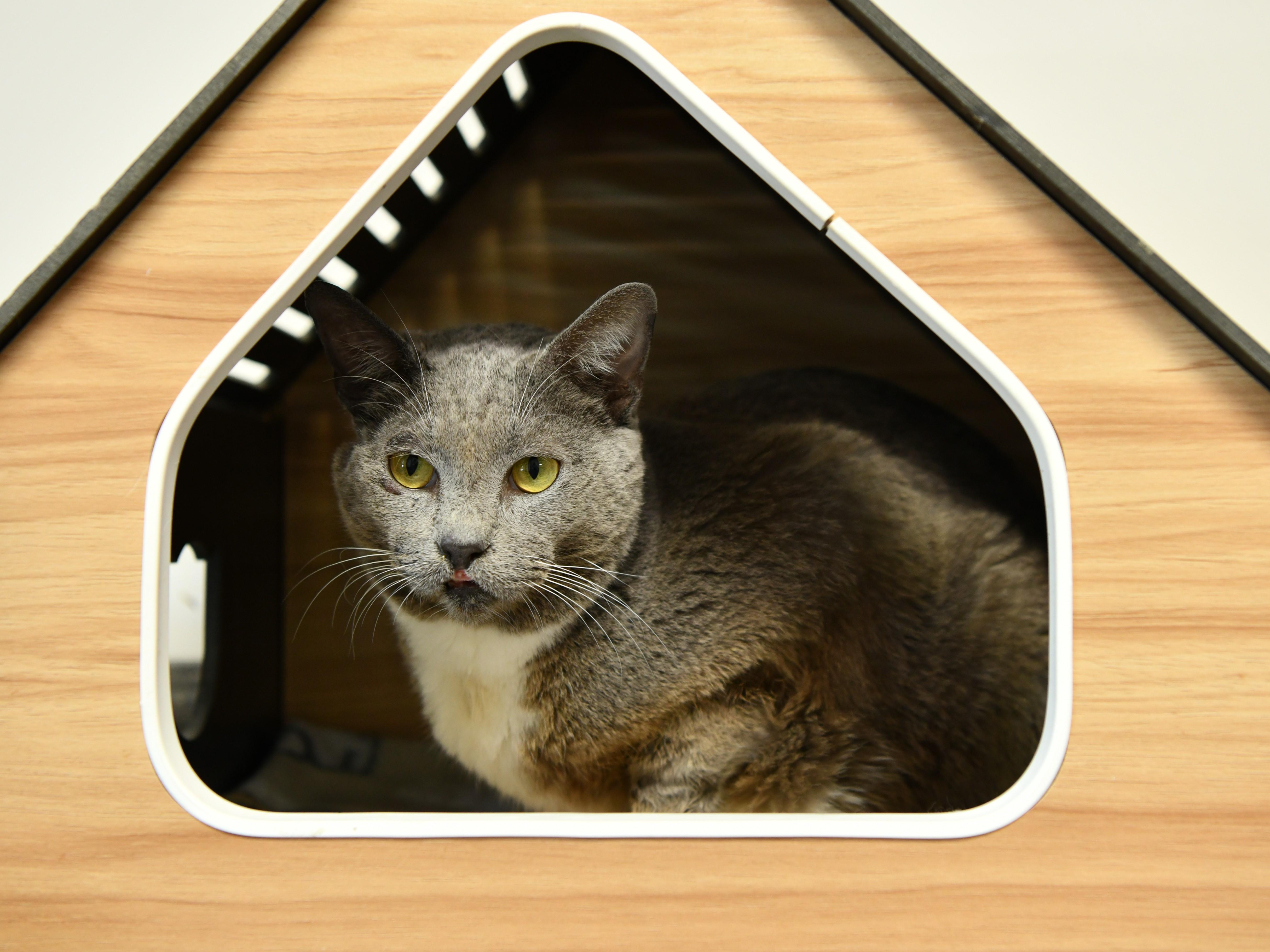 Enlarge Anakin, a Adoptable Domestic Short Hair in Fairhope, AL image 5/5