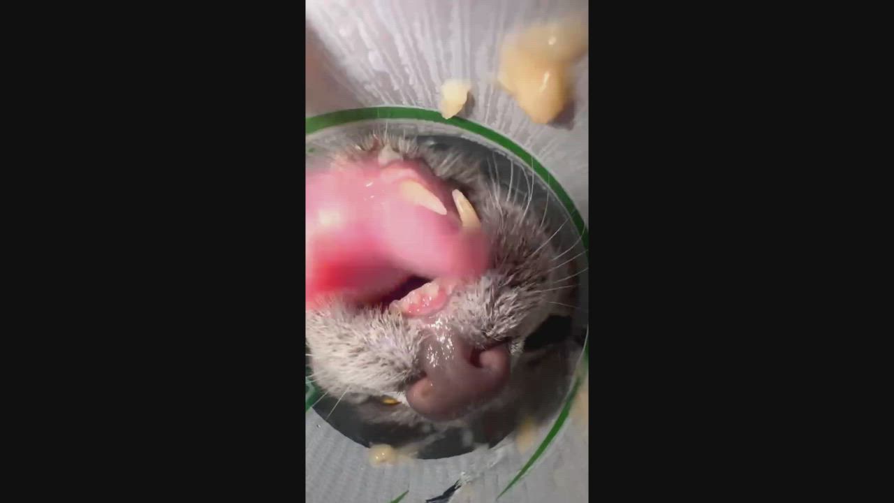 Enlarge Anakin, a Adoptable Domestic Short Hair in Fairhope, AL video 2/6