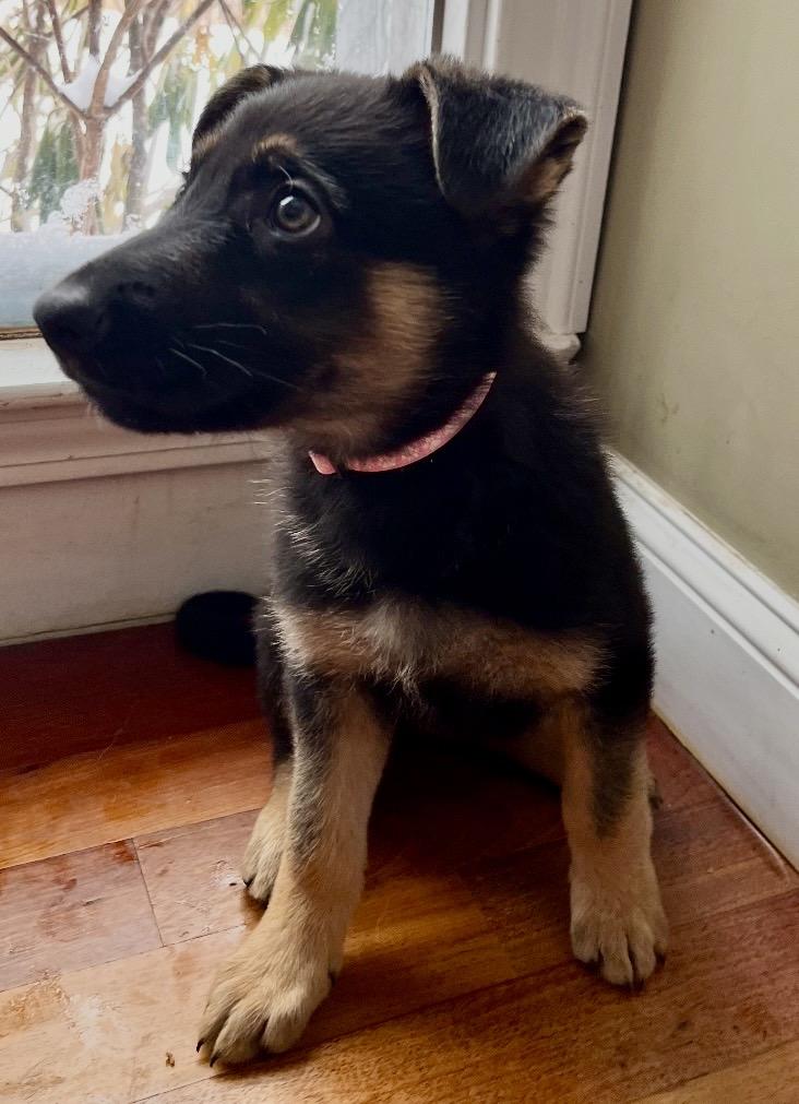 Enlarge Lilac, a ADOPTABLE German Shepherd Dog in Andover, CT image 1/1