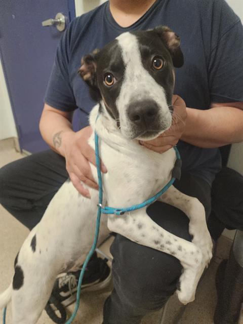 Enlarge Lemmy -- URGENT! LONGTIME RESIDENT!, a ADOPTABLE Pointer in Thousand Oaks, CA image 1/1