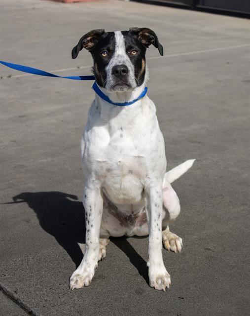 Enlarge Lemmy -- LONGTIME RESIDENT!, a ADOPTABLE Pointer in Thousand Oaks, CA image 1/2