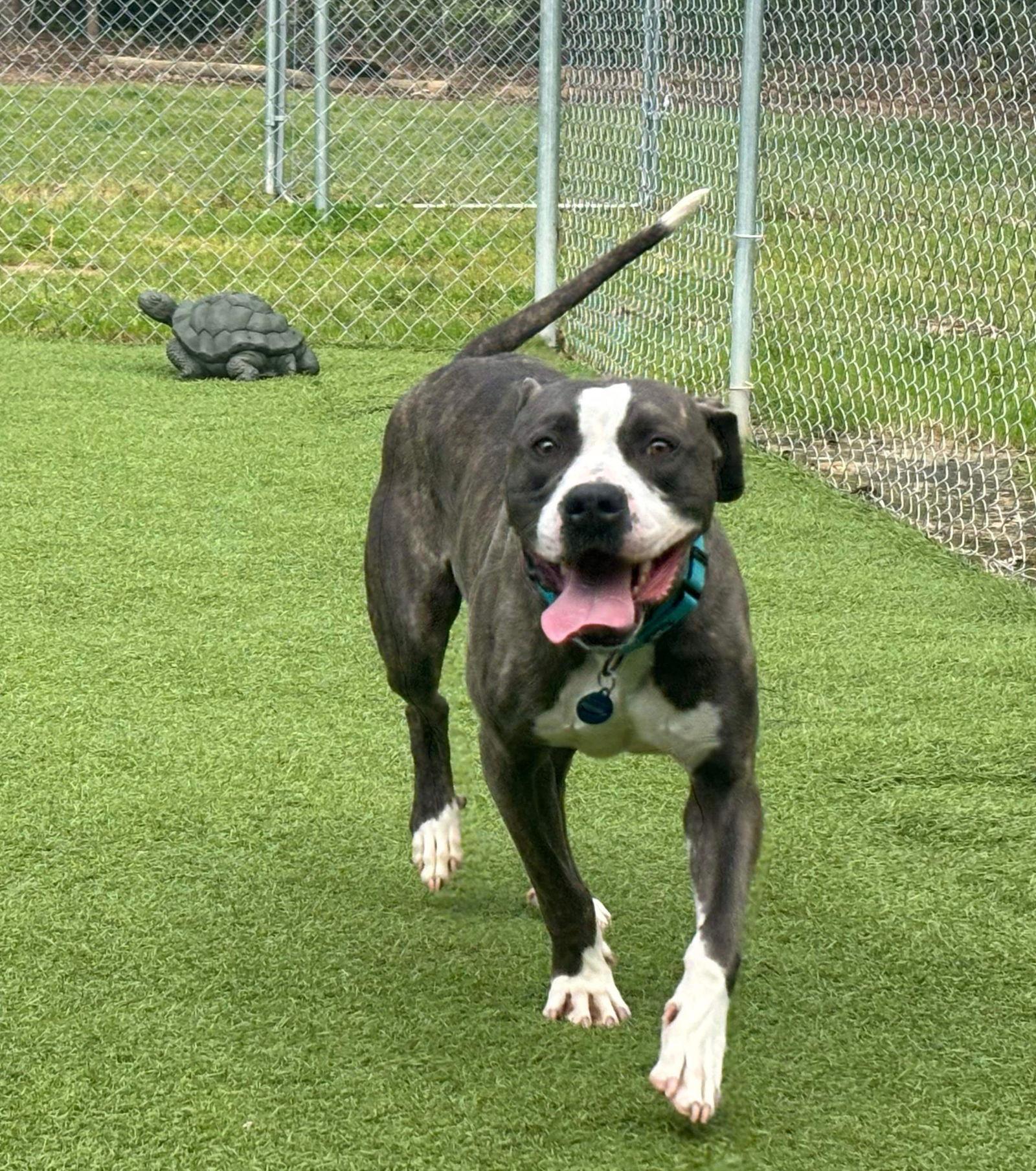 Royce, Adoptable, Adult Male Terrier.