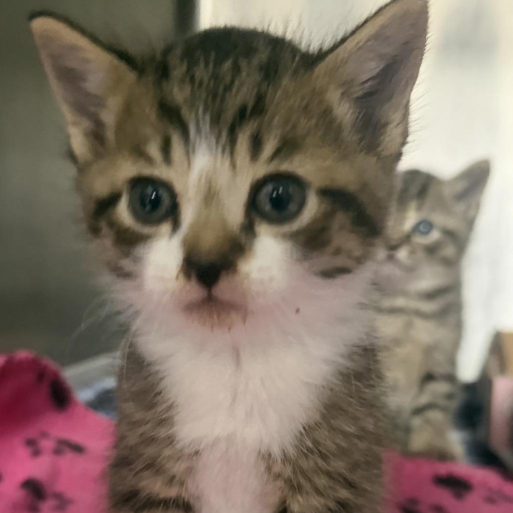 Ozozai, Adoptable, Kitten Male Domestic Short Hair.