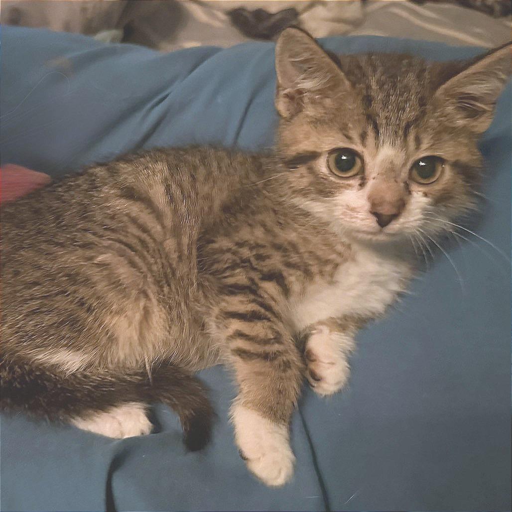 Enlarge Ozozai, a Adoptable Domestic Short Hair in Fredericksburg, VA image 2/3