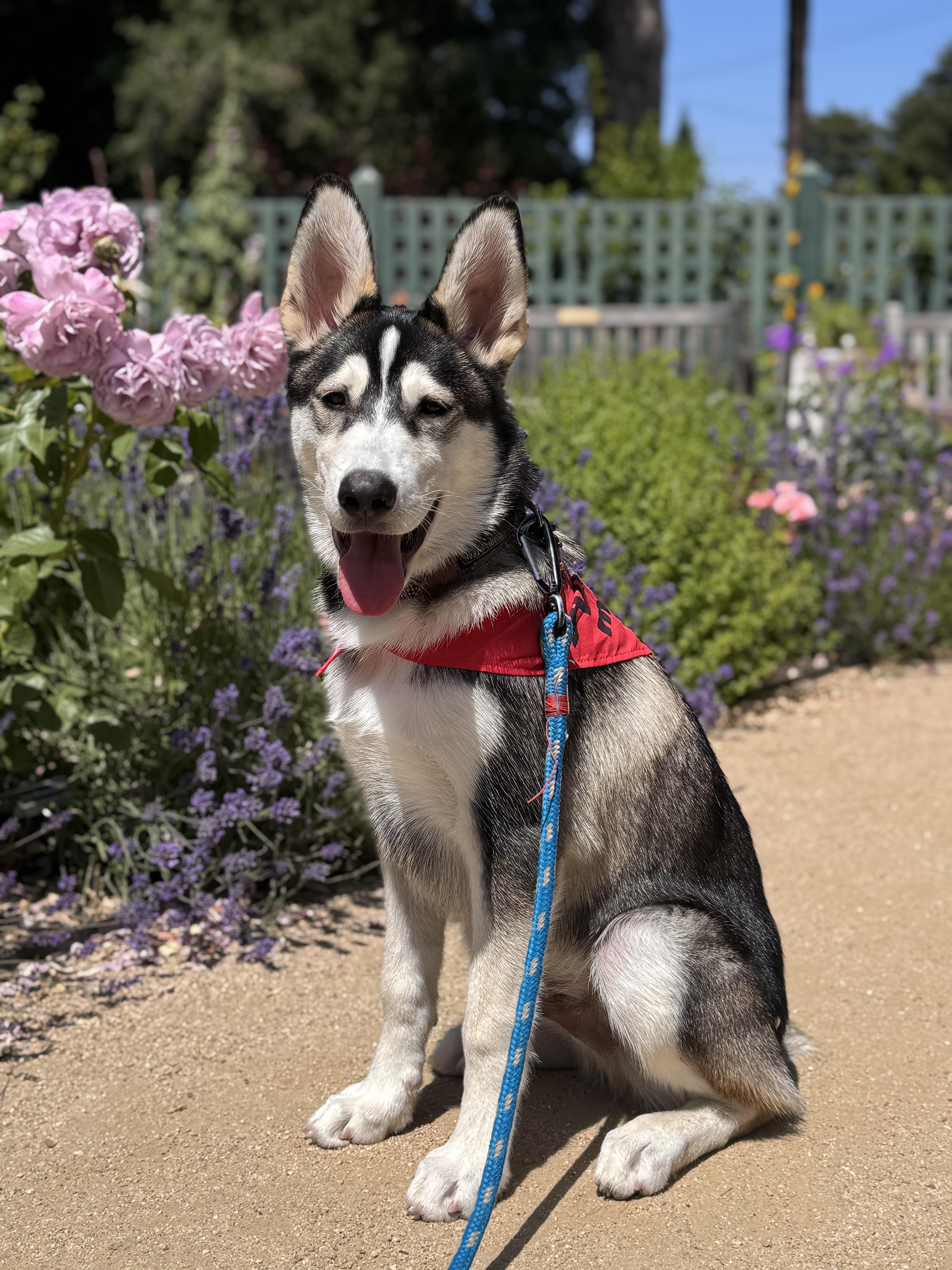 Husky Litter_Beau_Courtesy Post photo 6