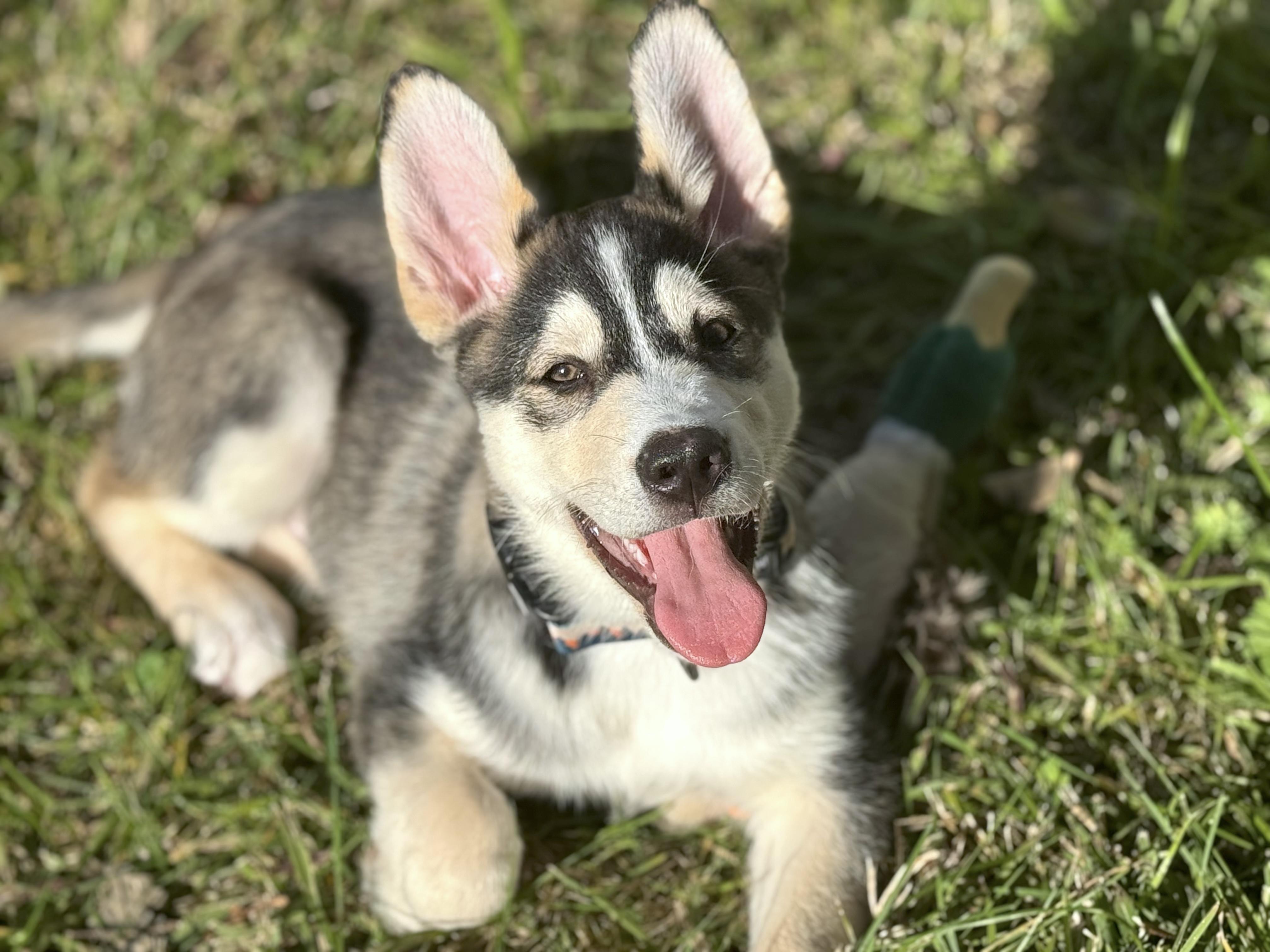 Husky Litter_Beau_Courtesy Post photo 4