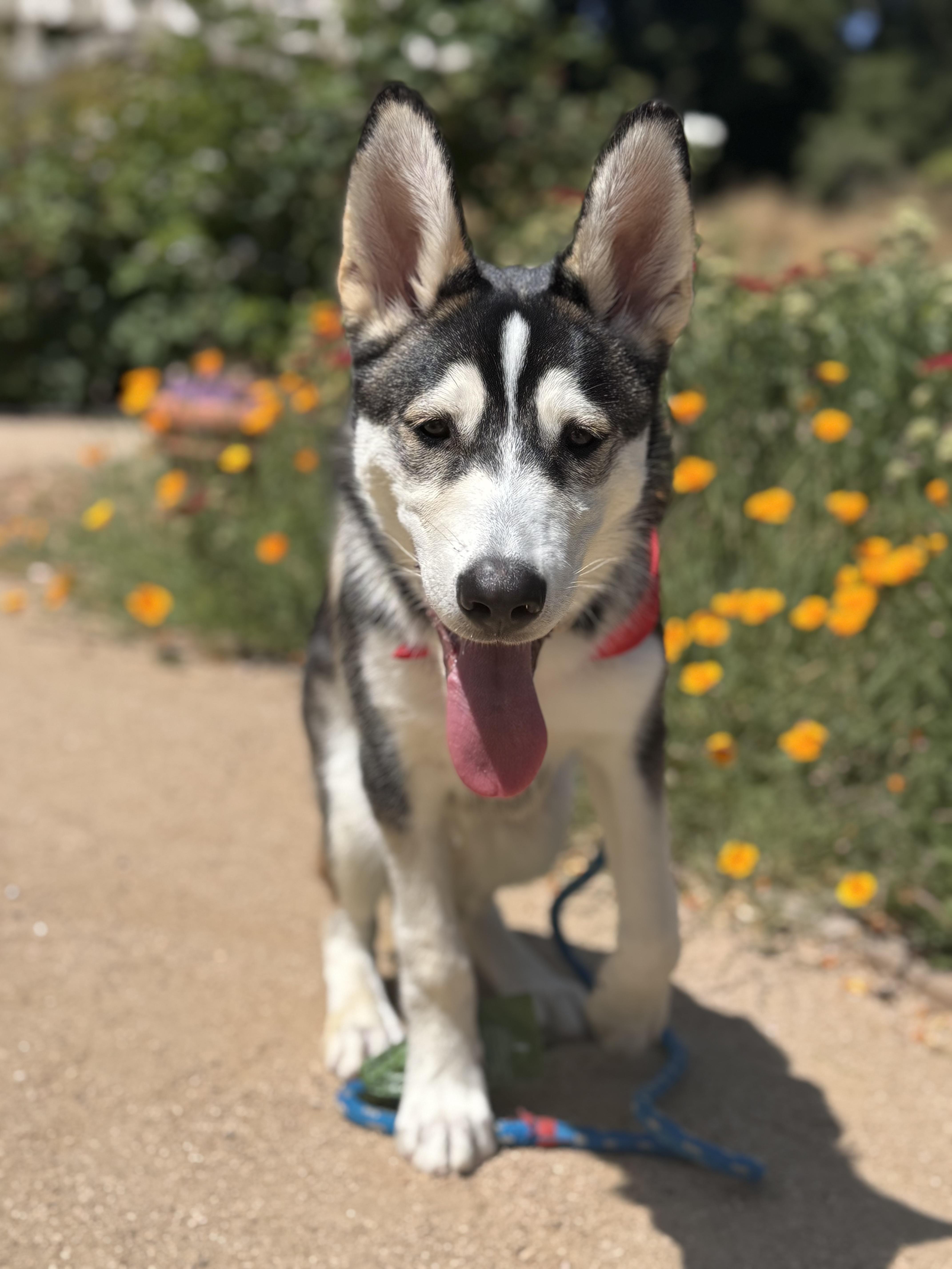 Husky Litter_Beau_Courtesy Post