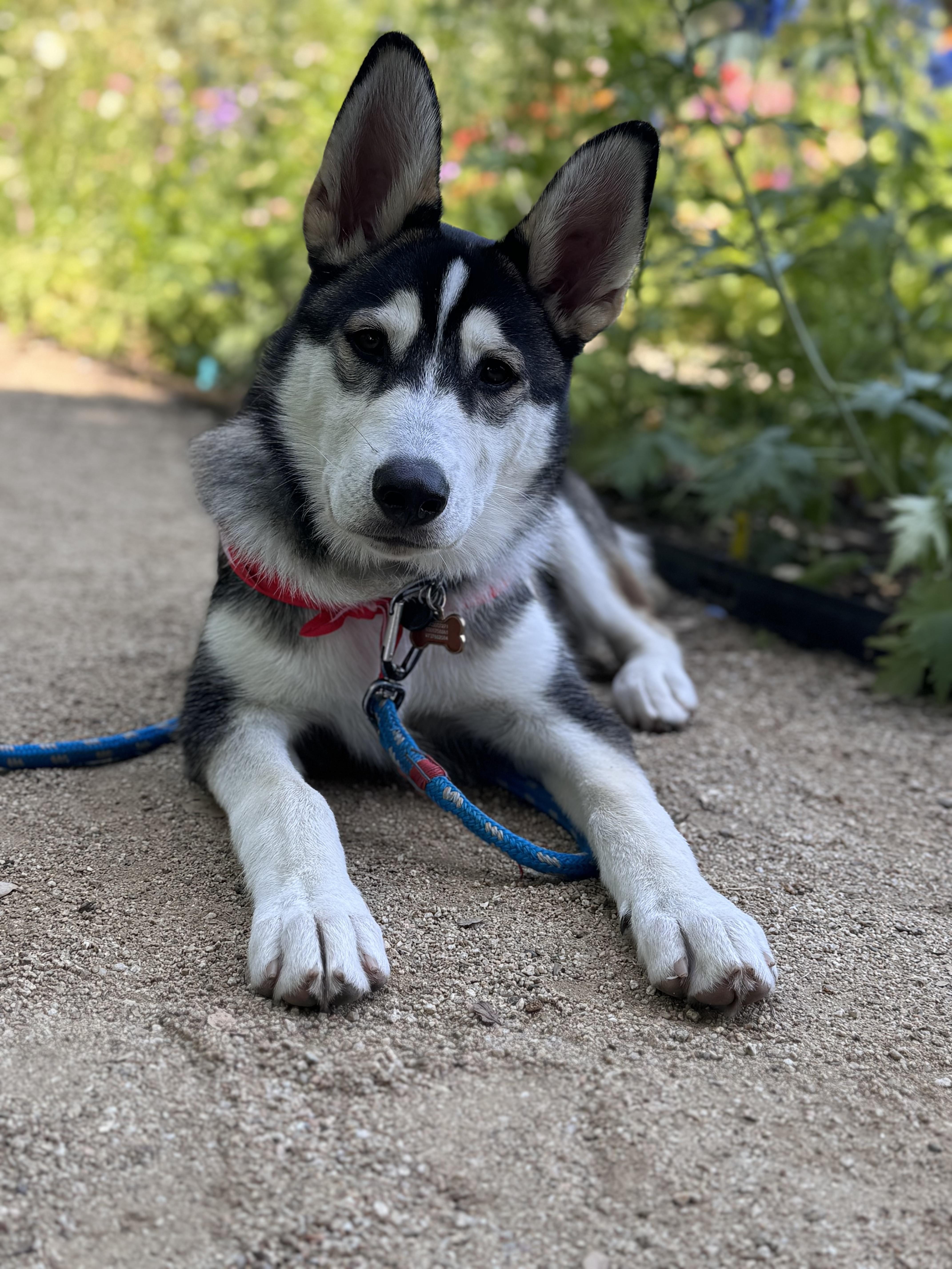 Husky Litter_Beau_Courtesy Post photo 3