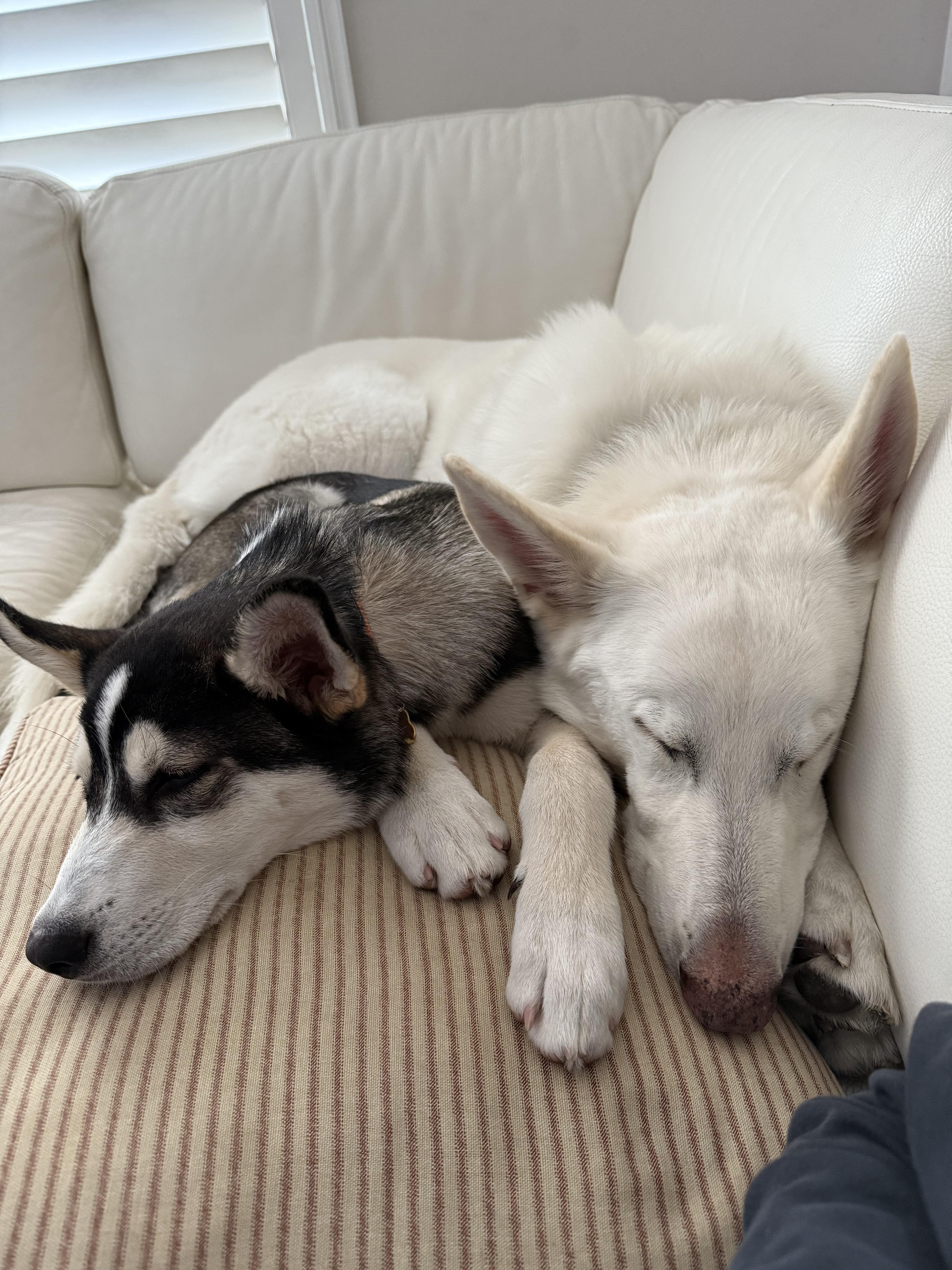 Husky Litter_Beau_Courtesy Post photo 5