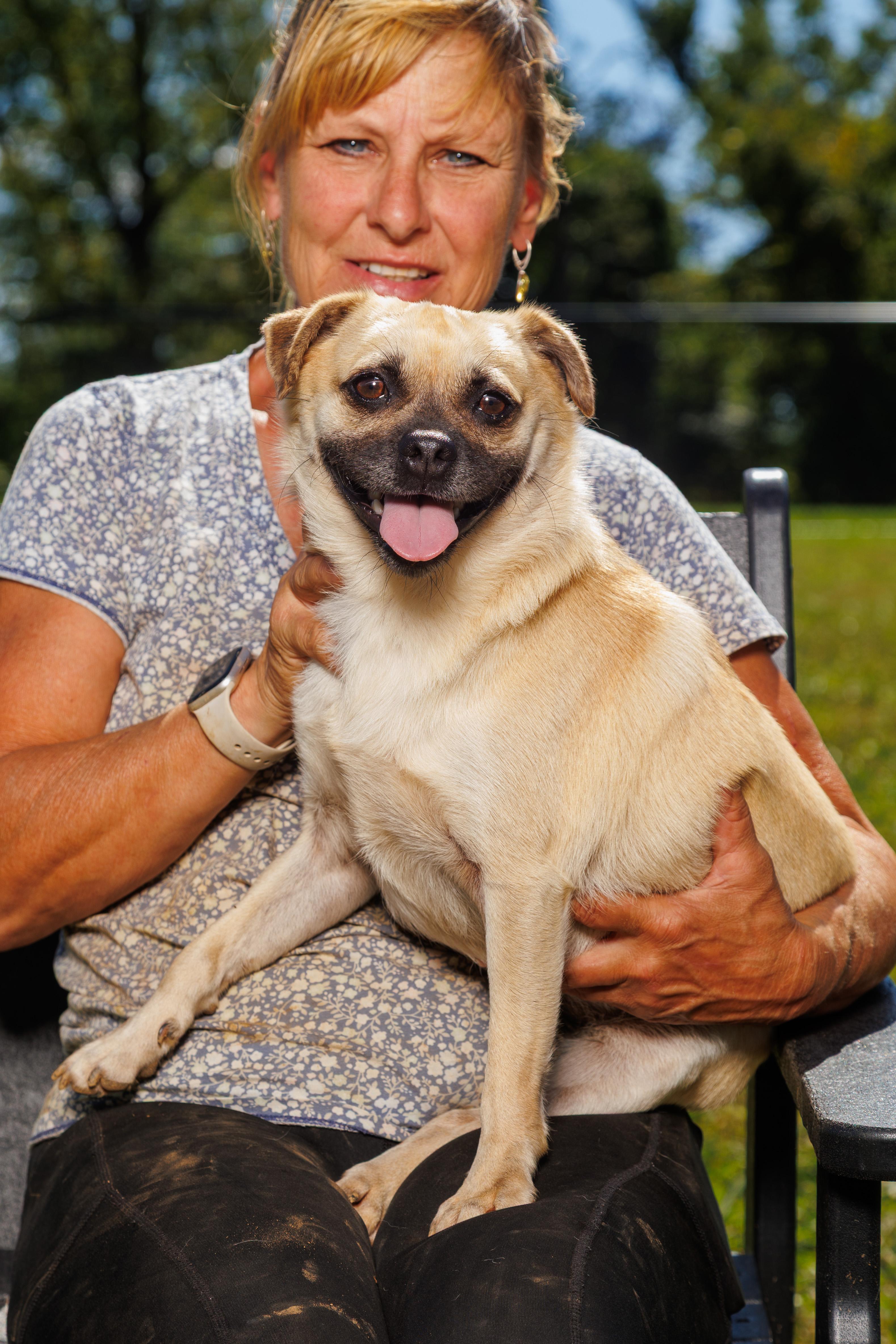 Jay, Adoptable, Young Male Pug & French Bulldog.