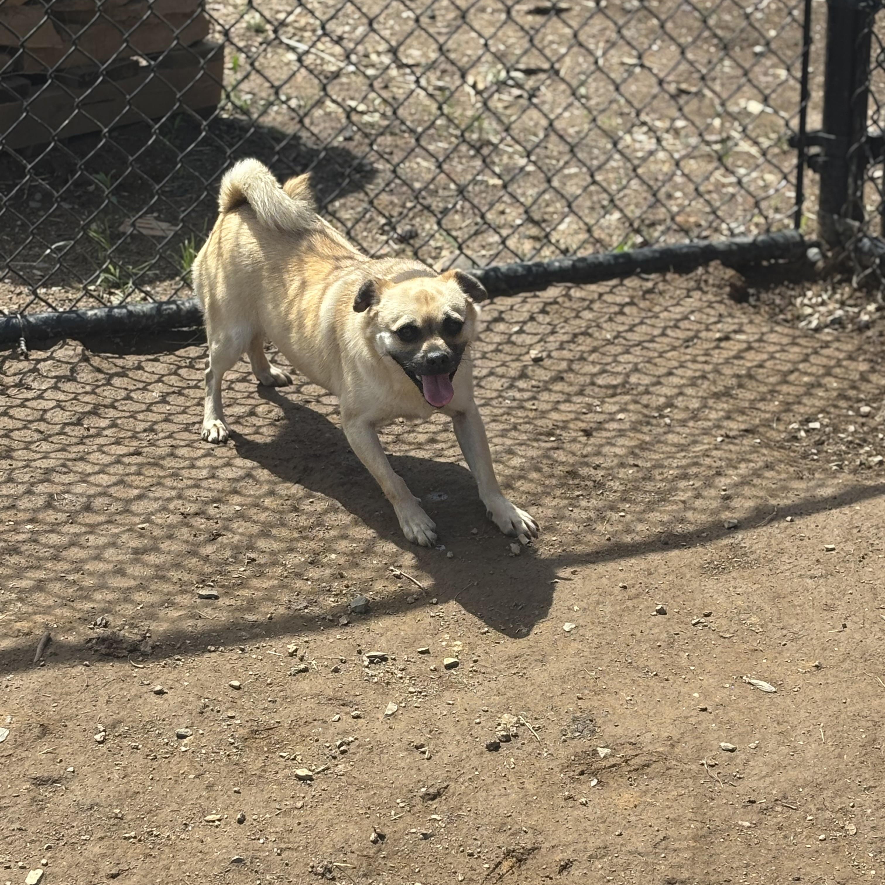Enlarge Jay, a Adoptable mixed breed in Chester Springs, PA image 2/2