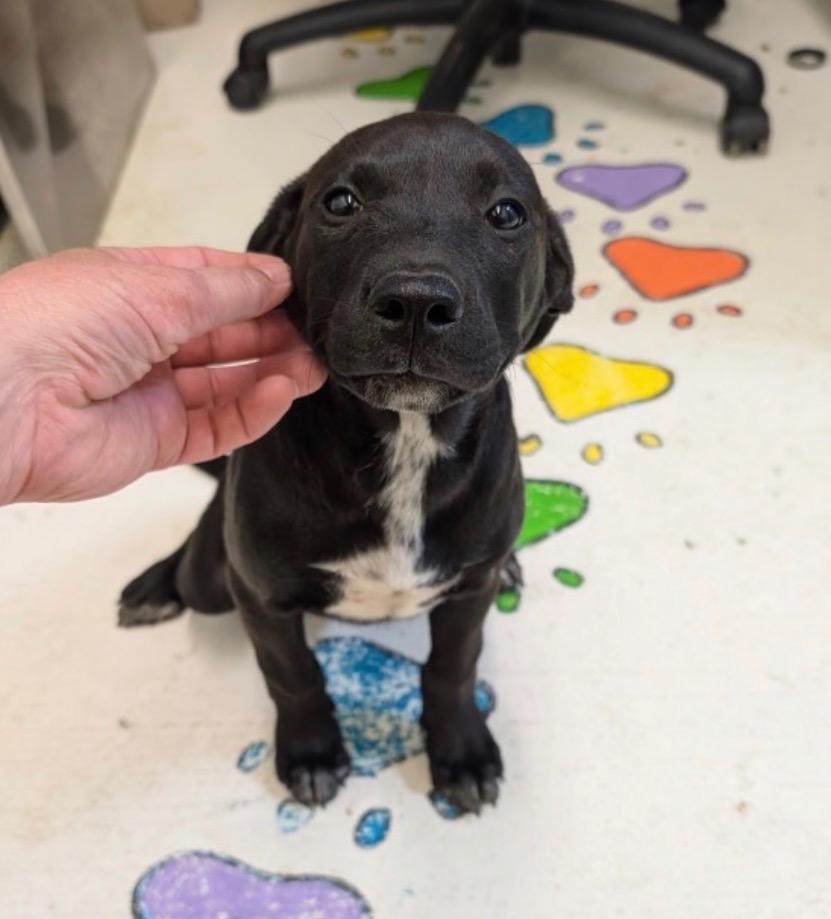 Ann, Adoptable, Puppy Female Mixed Breed.