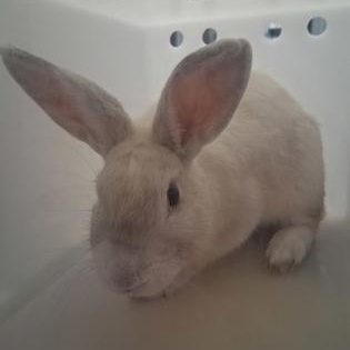Enlarge Viking, a Adopted Bunny Rabbit in Rapid City, SD image 4/4