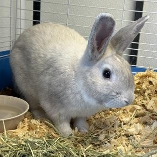 Enlarge Viking, a Adopted Bunny Rabbit in Rapid City, SD image 2/4