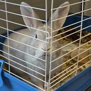 Enlarge Viking, a Adopted Bunny Rabbit in Rapid City, SD image 3/4
