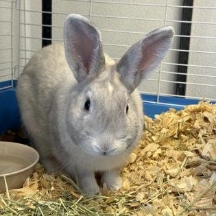Enlarge Viking, a Adopted Bunny Rabbit in Rapid City, SD image 1/4