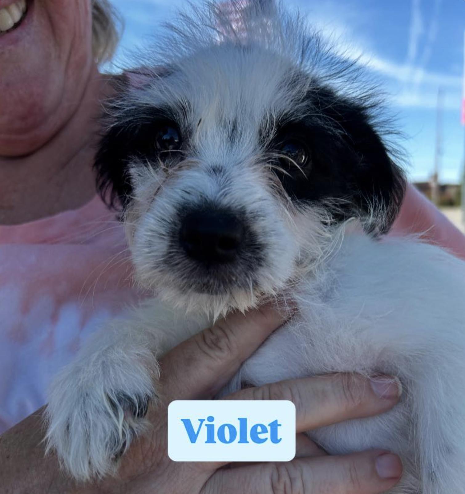 Violet, Baby Female unknown