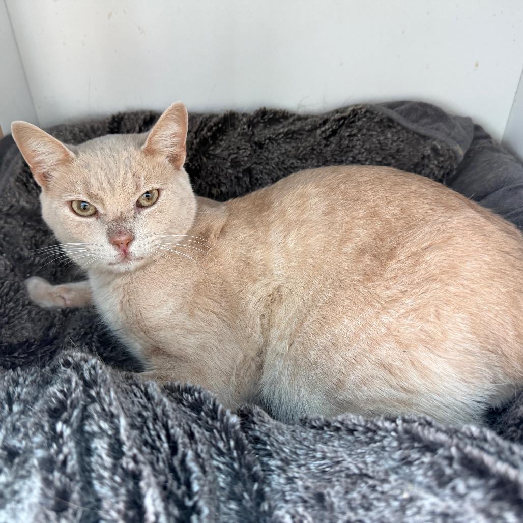 Mac, Adoptable, Young Male Domestic Short Hair.