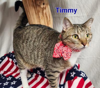 Timmy, a Adoptable mixed breed in Whitewater, WI image 4/7