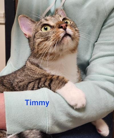 Timmy, a Adoptable mixed breed in Whitewater, WI image 5/7
