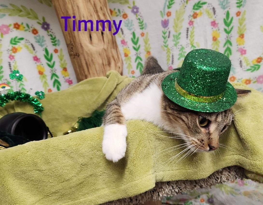 Timmy, a Adoptable mixed breed in Whitewater, WI image 6/7