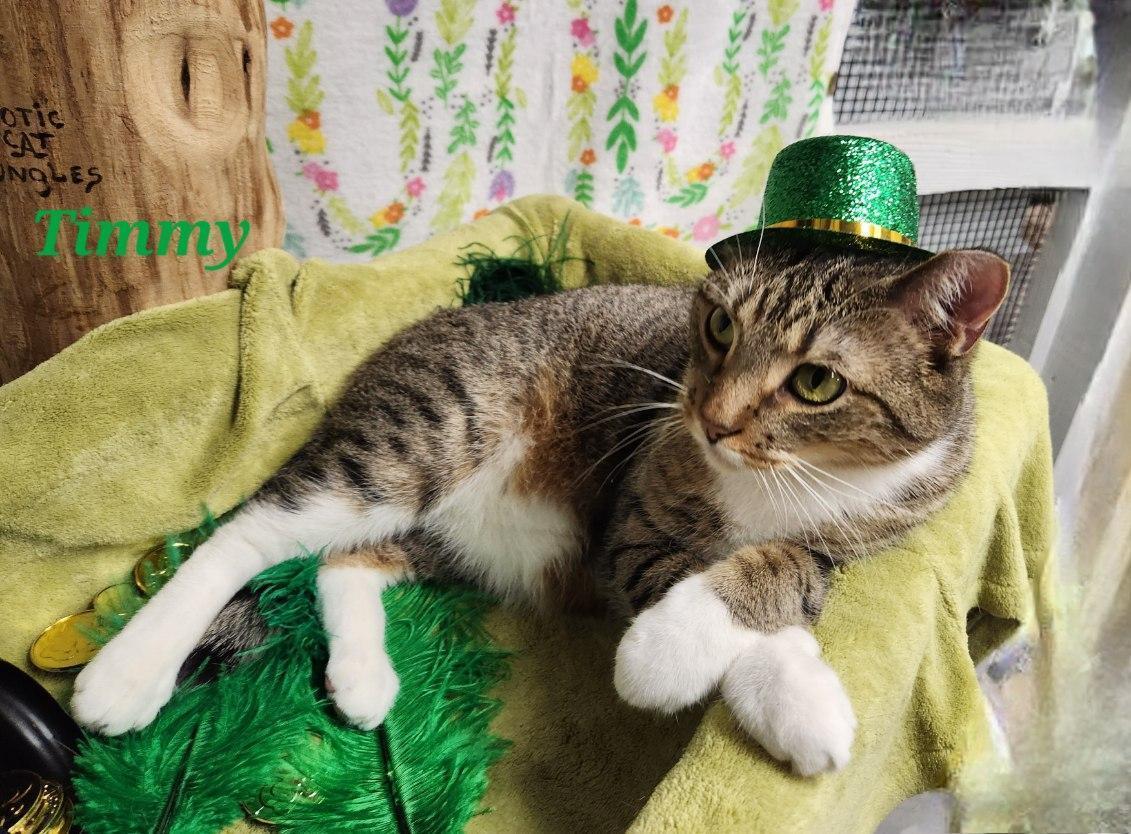 Enlarge Timmy, a Adoptable mixed breed in Whitewater, WI image 7/7