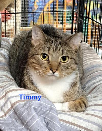 Timmy, a Adoptable mixed breed in Whitewater, WI image 1/7