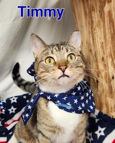 Timmy, a Adoptable mixed breed in Whitewater, WI image 3/7