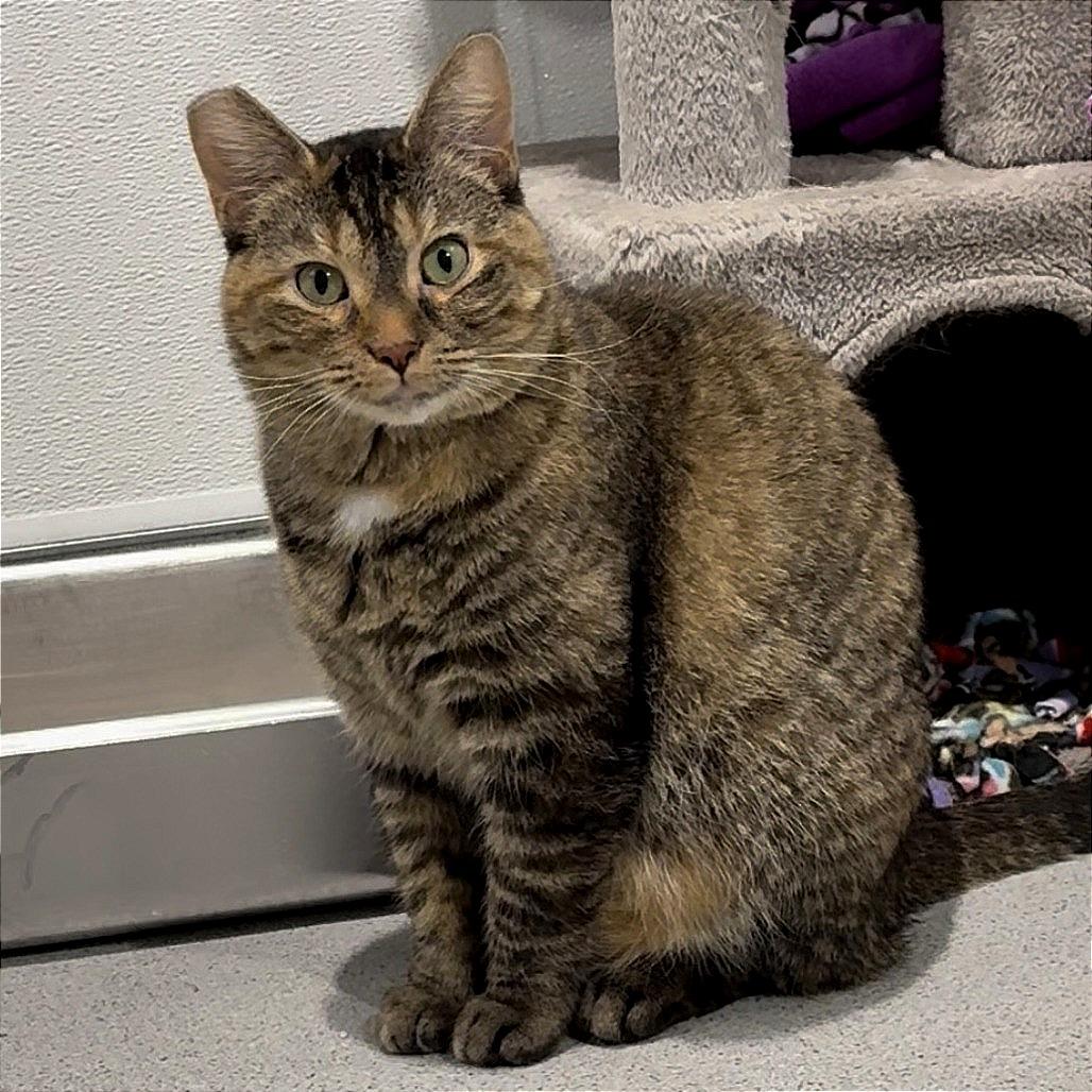 Enlarge Lady Jane Grey, a Adoptable Domestic Short Hair in Murray, UT image 1/2