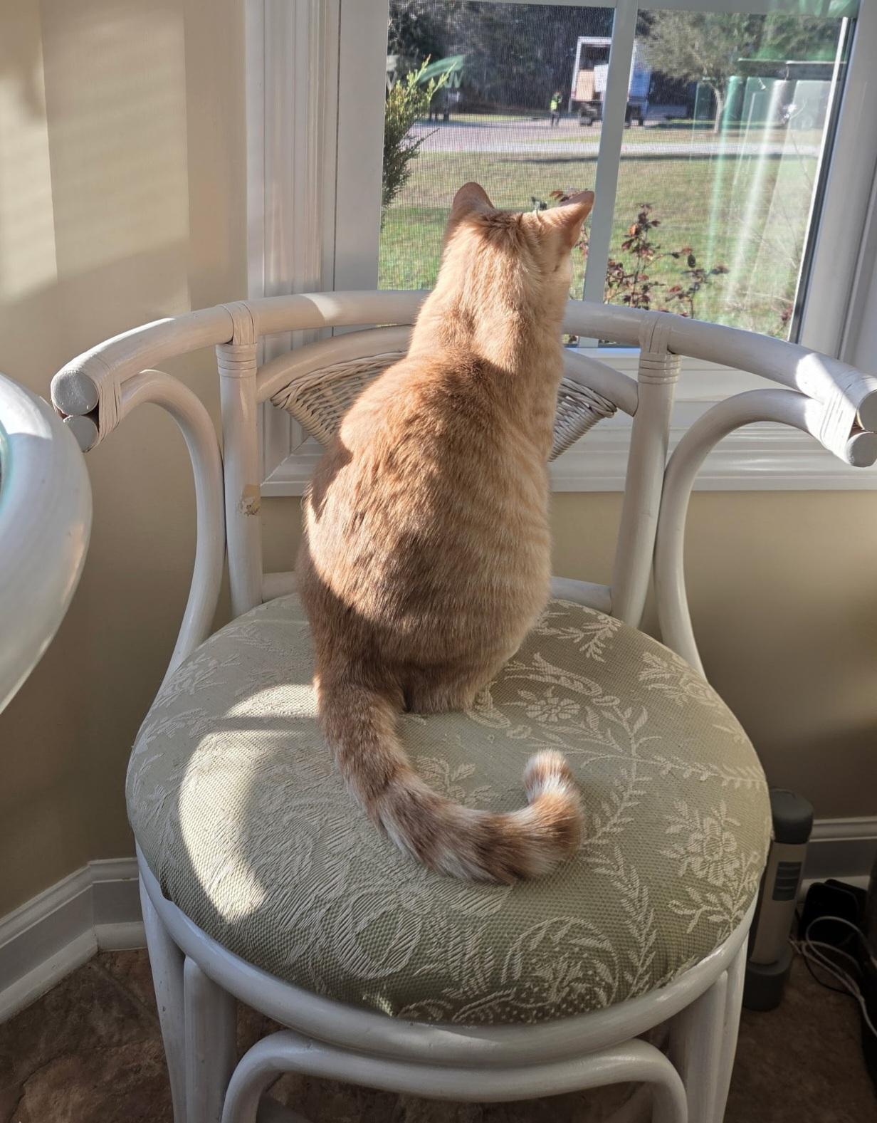 PUMPKIN , a ADOPTABLE Domestic Short Hair in Conway, SC image 3/4