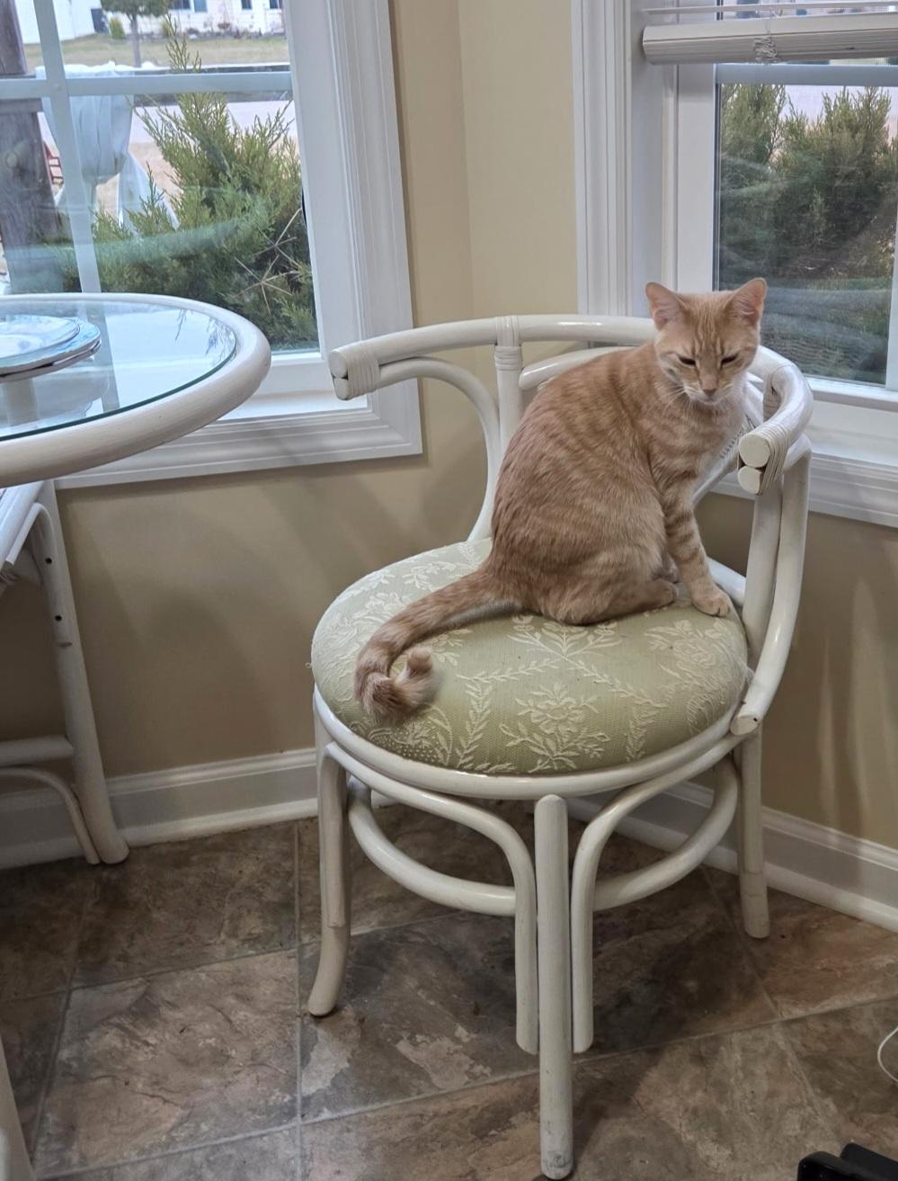 PUMPKIN , a ADOPTABLE Domestic Short Hair in Conway, SC image 2/4