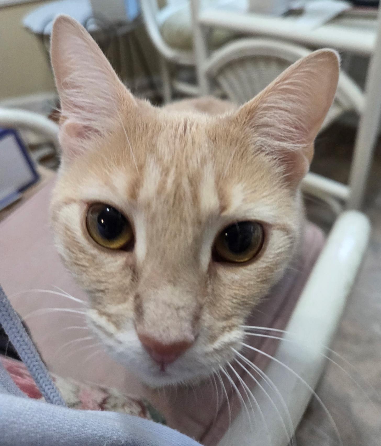 PUMPKIN , a ADOPTABLE Domestic Short Hair in Conway, SC image 1/4