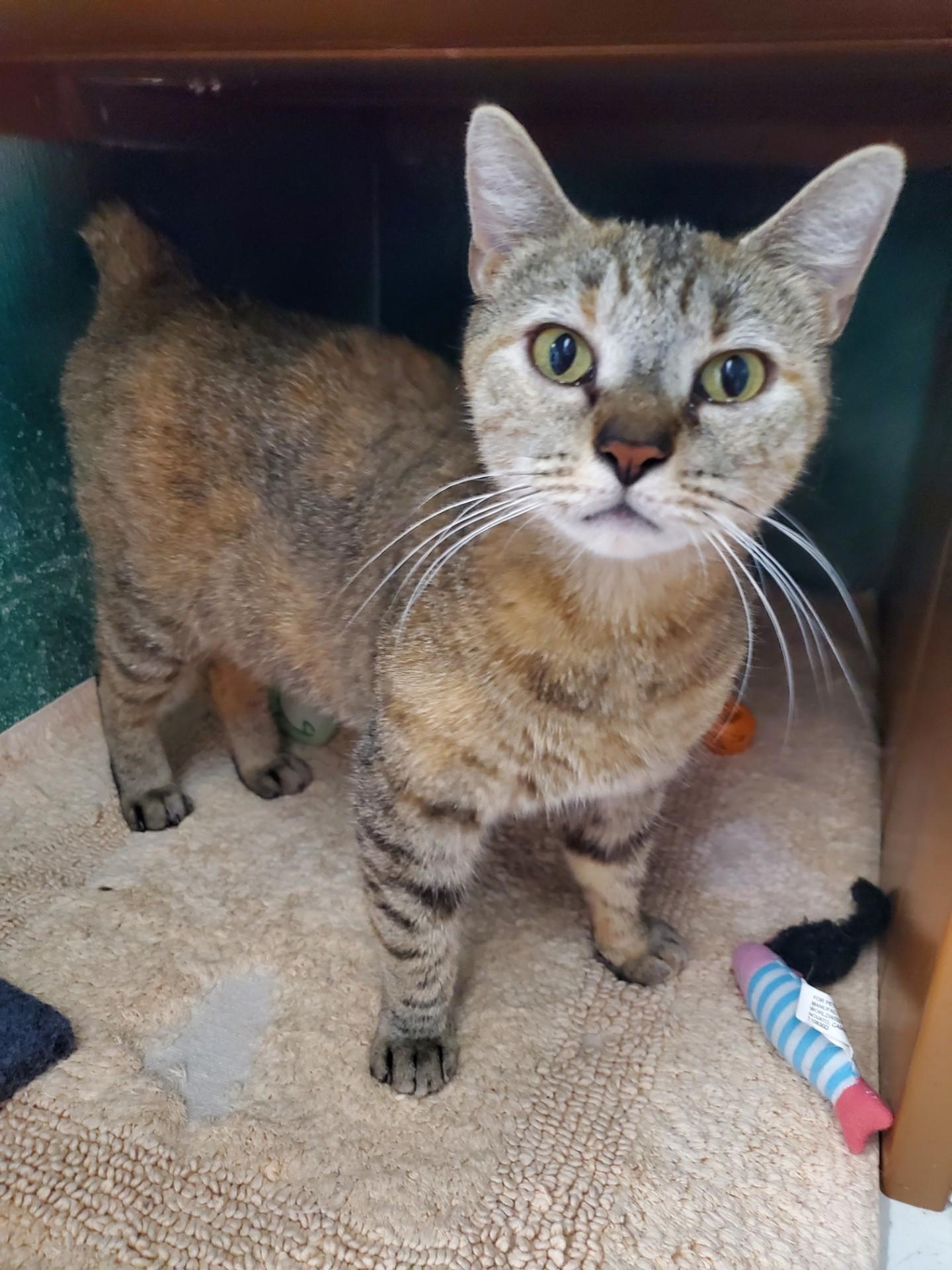 Enlarge Tilly, an adoptable Domestic Short Hair in Altoona, PA image 1/1