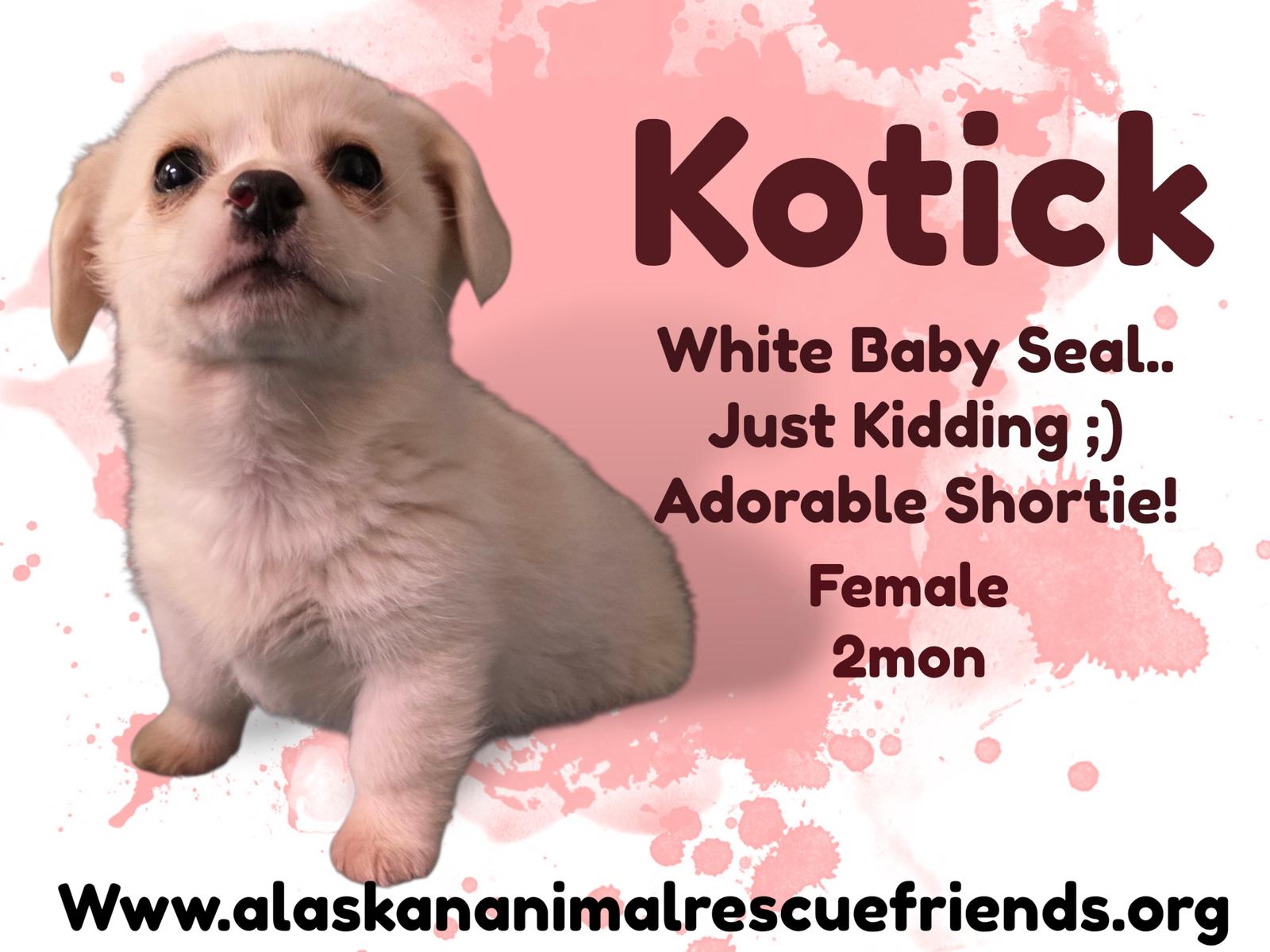 Kotick, Adoptable, Puppy Female Corgi.