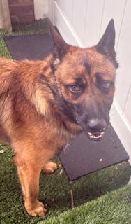 Enlarge Indiana Bones, a Adoptable mixed breed in Mount Juliet, TN image 4/4