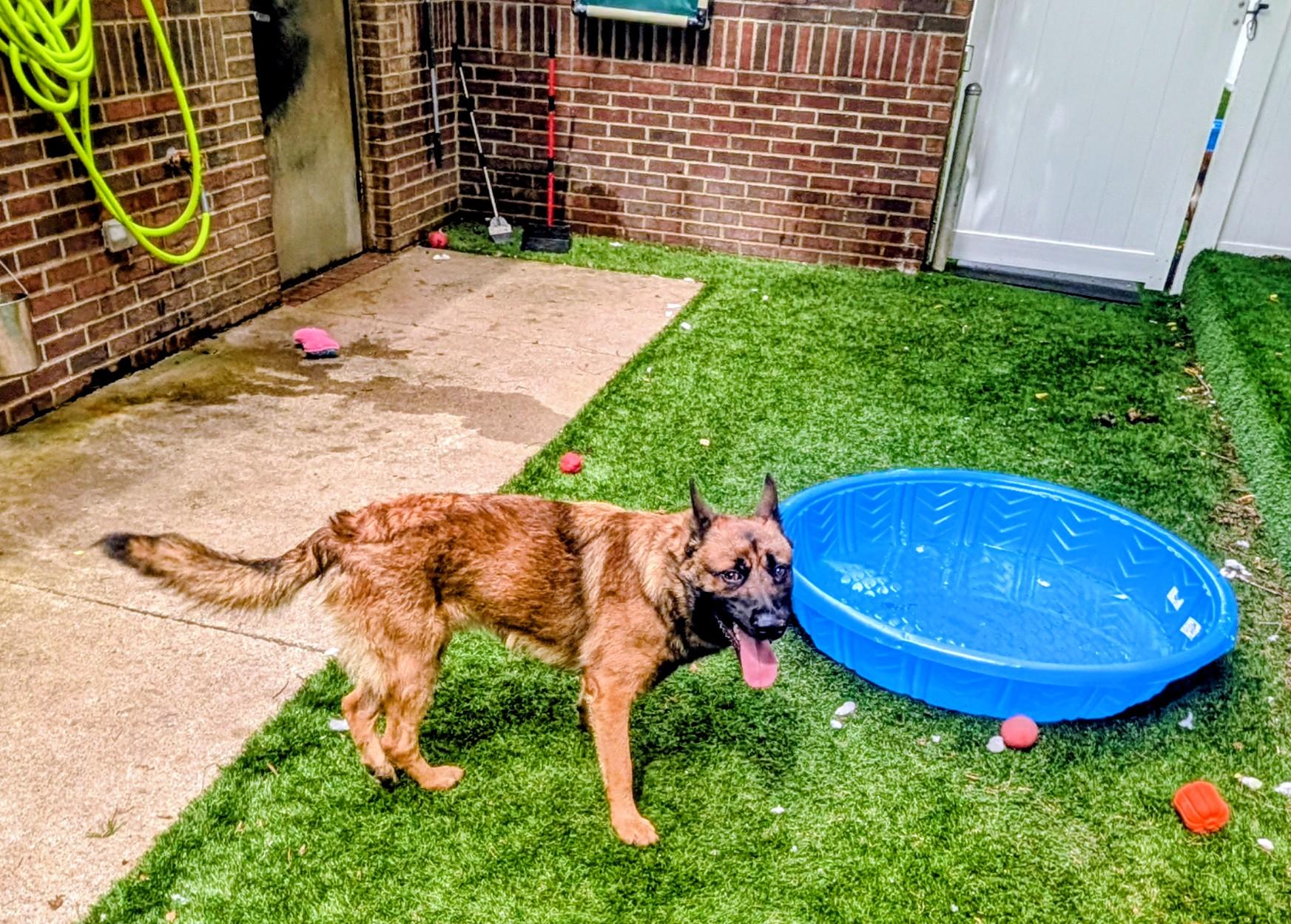 Enlarge Indiana Bones, a Adoptable mixed breed in Mount Juliet, TN image 2/4