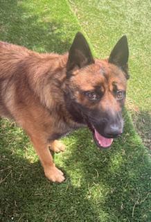 Indiana Bones, Adoptable, Adult Male German Shepherd Dog.