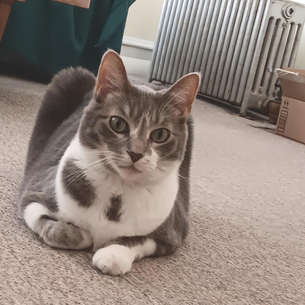 Enlarge Teddy, a Adoptable Domestic Short Hair in Chicago, IL image 2/2