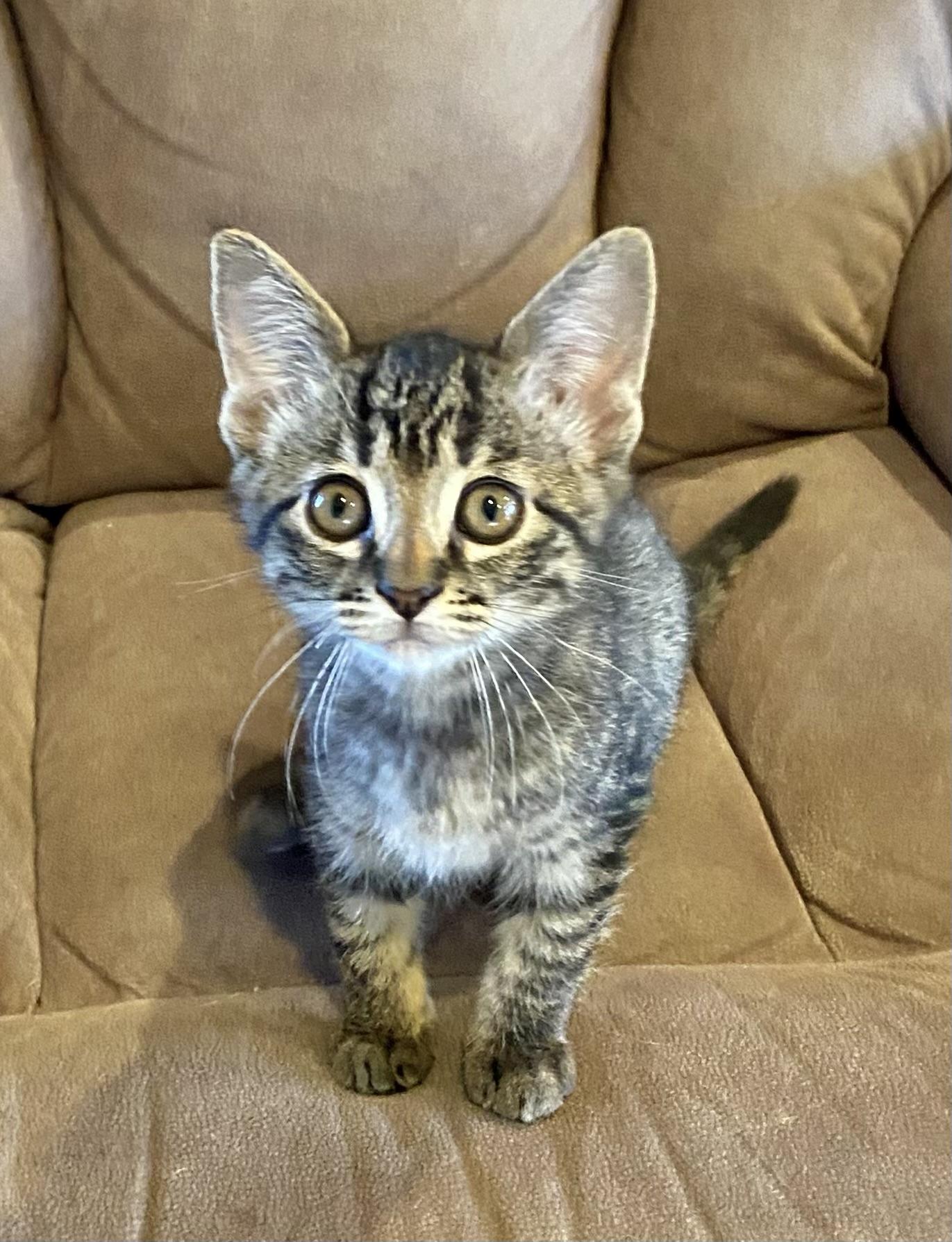 Pepper, ADOPTABLE, Kitten Male American Shorthair.