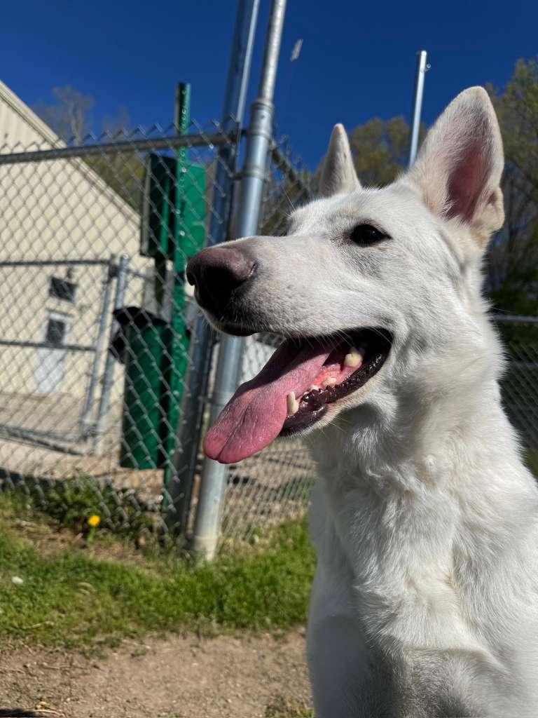 Enlarge Bella, an adopted mixed breed in Benton Harbor, MI image 4/5