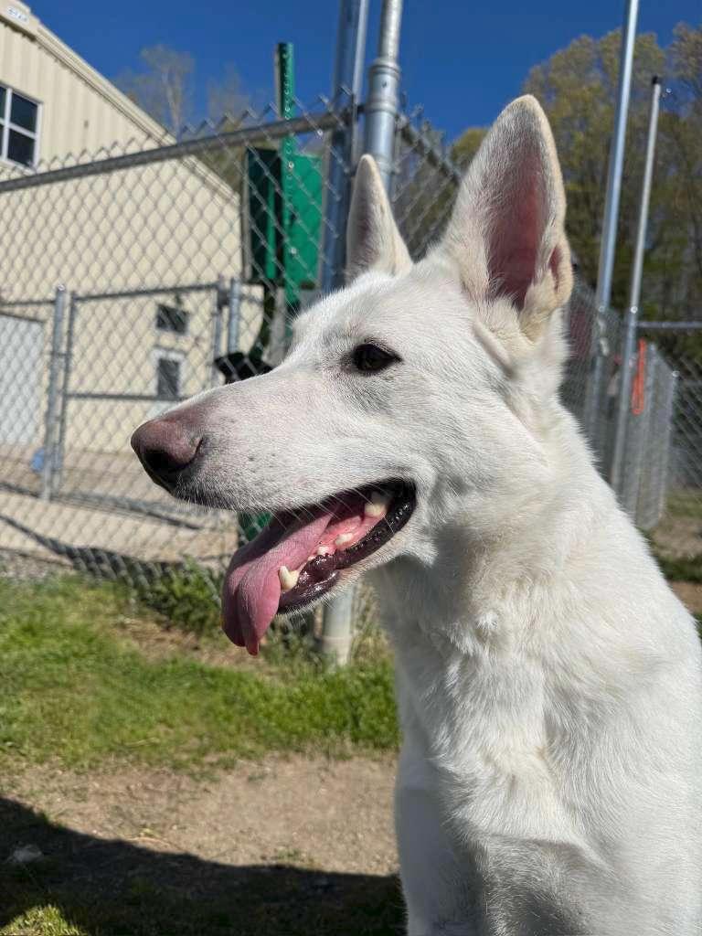 Enlarge Bella, an adopted mixed breed in Benton Harbor, MI image 2/5